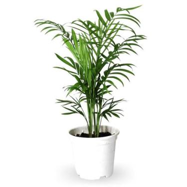 Imagem de Palmeira Chamaedorea Elegans Pote 11 Folhagem Dentro de Casa - Velling