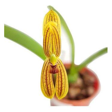 Imagem de Orquídea Mormolyca Ringens Planta Adulta Mini Flor - no brand