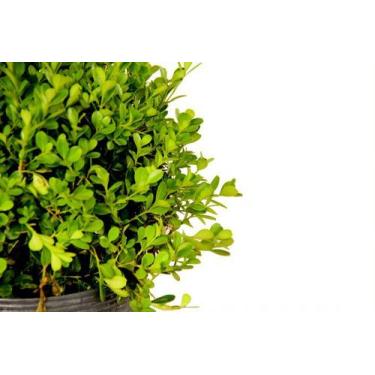 Imagem de Muda de Buxinho Altura 0,40 cm a 0,80 cm - Plantas