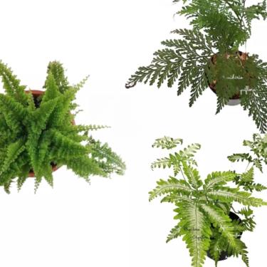 Imagem de Kit 2 Samambaias 1 Havaiana E 1 Renda Francesa Mudas Lindas