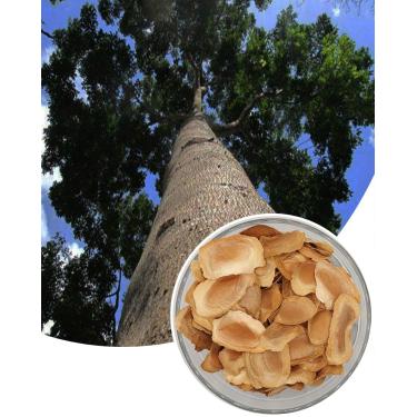 Imagem de 100 Sementes De Mogno Africano (Khaya senegalensis)