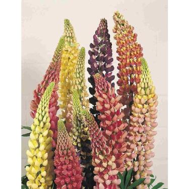 Imagem de 50 Sementes De Lupinus Russel / Tremoço de jardim sortido - SEEDS