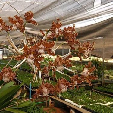 Imagem de Schomburgkia tipo muda pequena - Orquídeas & Cia