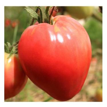 Imagem de Tomate Salada / Coração de Boi - 200mg De Sementes - Feltrin