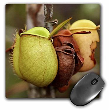 Imagem de 3dRose Mouse pad LLC 20 x 20 x 0,63 cm, Borneo, Malásia, Sarawak, Pitcher Plant Flora-As23 Jst0032 - Jay Sturdevant (mp_72097_1)