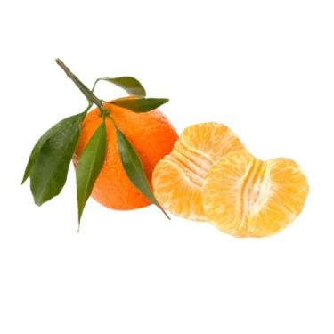 Imagem de Muda Frutífera de Tangerina Piemonte Enxertada - AgroJardim