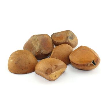 Imagem de Fava de Oxum Andiroba para Rituais e Oferendas Unidade