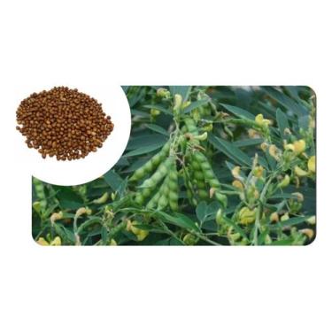 Imagem de Sementes de Feijao Guandu Anao Pac C/ 7kg - SEEDS