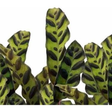 Imagem de Muda Maranta Cascavel  - Calathea Insignis - Planta Natural - Orquiflo