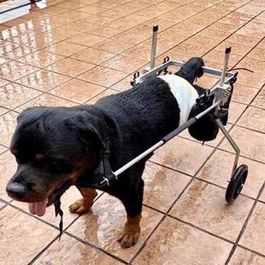 Imagem de Cadeira de rodas para cães grande cadeira de rodas para pernas traseiras, carrinho de reabilitação de animais de estimação dobrável confortável, suporte de perna de cão de assistência a recuperar