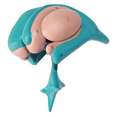 Imagem de EHVYBDX Modelo de órgão batendo núcleo basal tálamo modelo anatômico de cérebro caudado com modelo de anatomia de sinal digital - para modelo anatômico anatômico científico