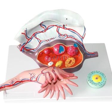 Imagem de Modelo de anatomia do útero ovariano humano, ampliação de 5 vezes, modelo de desenvolvimento anatômico e folicular da estrutura ovariana feminina, 3 peças, para auxílio de treinamento de ginecologia