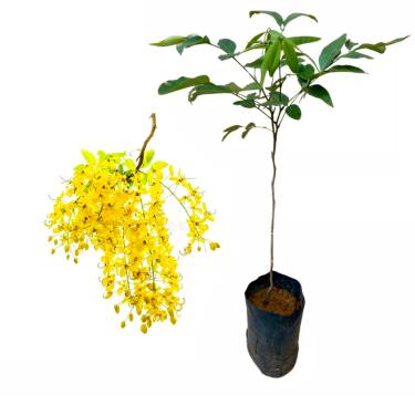 Imagem de AMK Jardinagem e Paisagismo, Muda de Acacia Imperial 20 a 40cm AMK - Plantas Online
