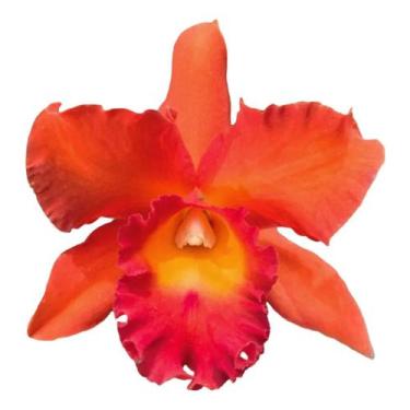 Imagem de 1 Muda De Orquídea Pot. Helga Margareth Gray ''muda Jovem'' - DOCEL@R