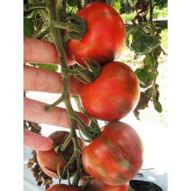 Imagem de Tomate Hibrido Tigre - 70mg / 20 Sementes - Isla 