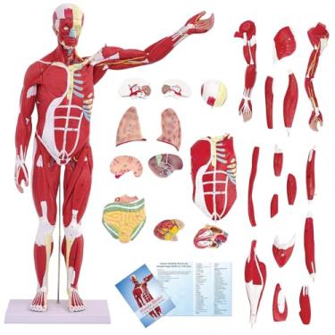 Imagem de DSFGFRR Anatomia do modelo de músculo humano, modelo de sistema muscular de 27 partes 1/2 tamanho real 83,8 cm com órgão removível, modelo de anatomia corporal de figura muscular humana para ensino de