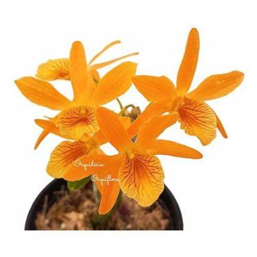 Imagem de Orquídea Dendrobium Stardust Firebird Planta Adulta Espécie Rara Exóti