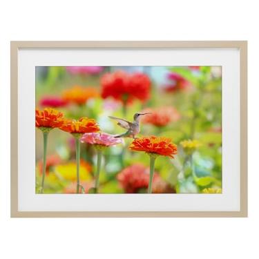 Imagem de Stupell Industries Impressão emoldurada de bétula beija-flor Sugar Fairy Design sob vidro por Carrie Ann Grippo-Pike, 17 x 23