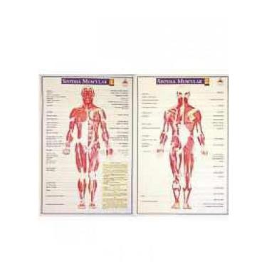 Imagem de Mapa Sistema Muscular (2 pranchas) - Agni Sol Nascente