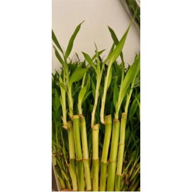 Imagem de Kit com 3 Hastes de Bambu da Sorte (Pequeno)