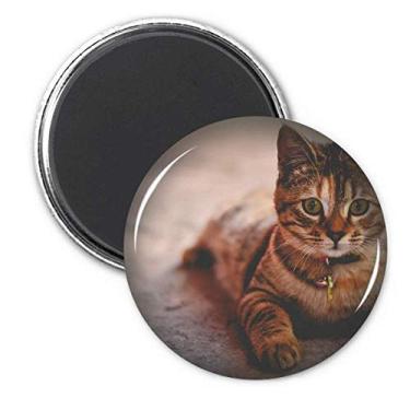 Imagem de Animal Quiet Cat Fotografia Ímã Geladeira Adesivo Decoração Presente