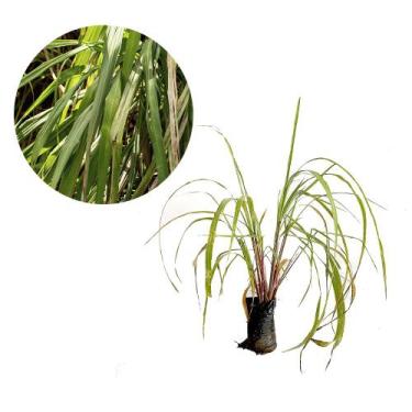 Imagem de Muda de Citronela 20 a 40cm AMK - Plantas Online - Genérico