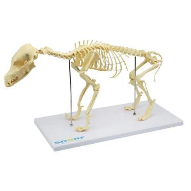 Imagem de Esqueleto De Cachorro De Porte Pequeno