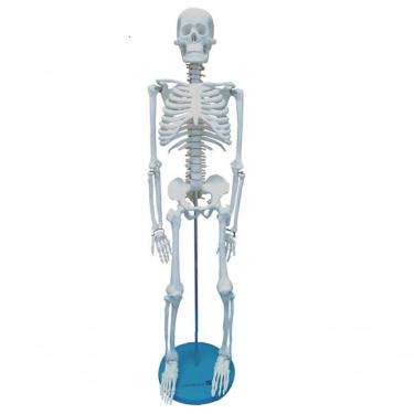 Imagem de Esqueleto Humano 85 Cm Altura Articulado Modelo Anatomia