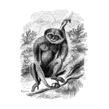 Imagem de e.x.o.b.o | Notizbücher: Umfangreiches und exotisches Blanko-Journal mit einzigartiger Vintage-Handzeichnung (Gibbon)