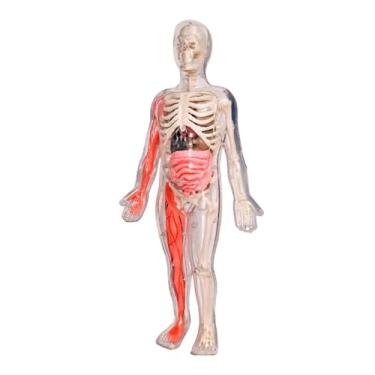 Imagem de Generic Kits de quebra -cabeça humano Modelo de esqueleto Crianças Partes do corpo Órgãos 3D Figura para pré -escola