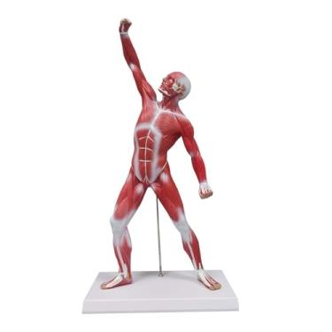 Imagem de 20" Miniature Muscle Model Human Torso Anatomy Model Superficial Structure Visualizing Human Model for Medical Teaching Teaching molds