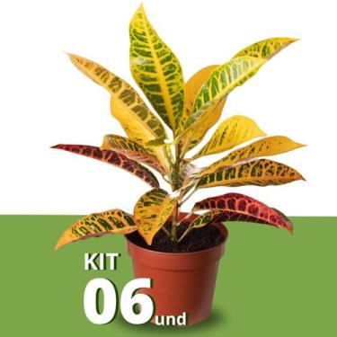 Imagem de Kit com Mudas de Cróton Petra Pote 14 Planta Colorida 40cm - Verde Gar