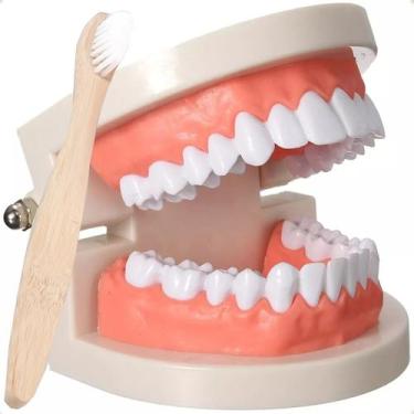 Imagem de Arcada Dentária Adulta Dentadura Humana Modelo Anatômico - Arcada Dent