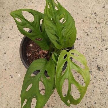 Imagem de Folhagem monstera adansonii - Orquídeas & Cia