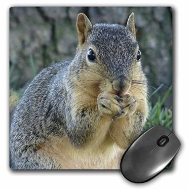 Imagem de 3dRose Mouse pad LLC 20,3 x 20,3 x 0,63 cm com desenho de esquilo comendo bolotas fotografadas por Angelandspot (mp_6451_1)