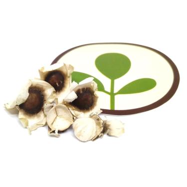 Imagem de 500 Sementes de Moringa Oleifera Para Plantio e Mudas e Silagem