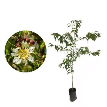 Imagem de Muda de Mirindiba 20 a 40cm AMK - Plantas Online - AMK Jardinagem e Pa