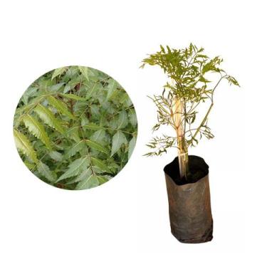 Imagem de Muda de Arvore Da Felicidade 20 a 40cm AMK - Plantas Online - AMK Jard