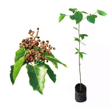 Imagem de Muda de Uva Japonesa 20 a 40cm AMK - Plantas Online - AMK Jardinagem e