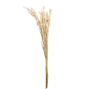 Imagem de Capim Agropolo Desidratado - Tem Flores