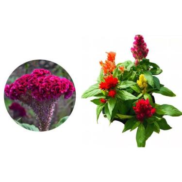 Imagem de Muda de Crista De Galo 20 a 40cm AMK - Plantas Online - AMK Jardinagem