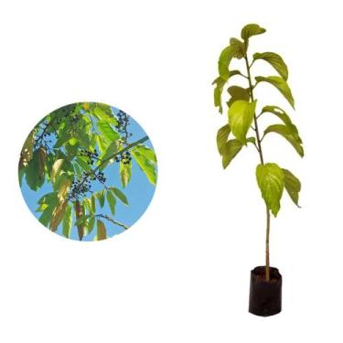 Imagem de Muda de Saguaraji 20 a 40cm AMK - Plantas Online - AMK Jardinagem e Pa