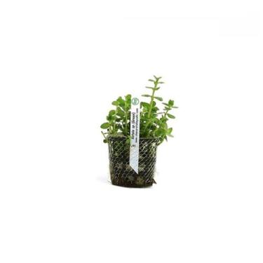 Imagem de Planta Rotala Sp. (green) Chácara Takeyoshi
