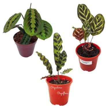 Imagem de KIT Maranta Cascavel+Maranta Pavão+Maranta Bigode De Gato - Orquiflora