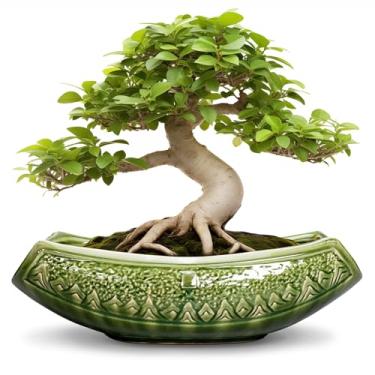 Imagem de Teagas Vasos de bonsai de 45,7 cm - vasos de cerâmica para suculentas, plantador de bonsai grande para plantas internas e externas, vaso decorativo com orifício de drenagem, vaso de flores de cerâmica