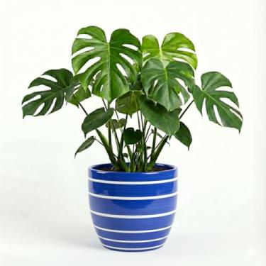 Imagem de Genérico, Vaso Cônico Provençal Chic, Uso Interno, Tamanho G, Verde, Barro, Decorativo, Redondo, Chão, Vaso de Plantas, 11x12x10 cm