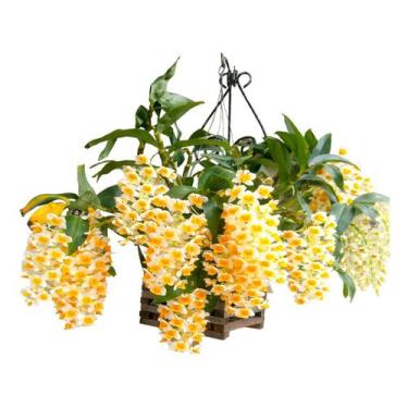 Imagem de Muda De Orquidea Dendrobium Pendente Thyrsiflorum Adulta - doce l@r