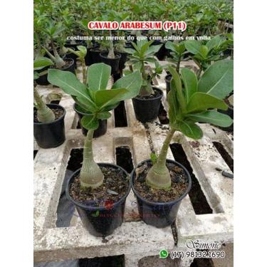 Imagem de Cavalo Arabesum - Rosa do Deserto - Galho Único P11 - adenium rosa do 