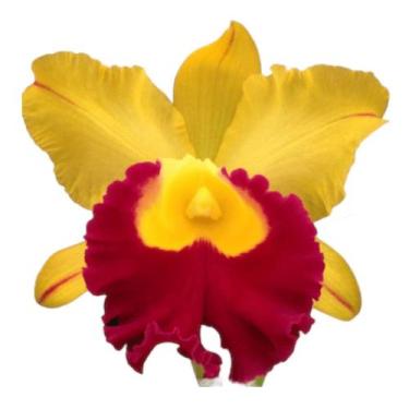 Imagem de 1 Muda De Orquidea Chunyeah X Toshie Aoki Jovem E Linda! - docel@r