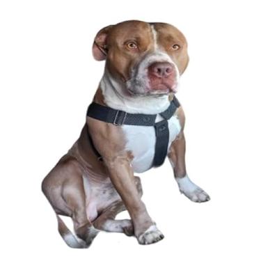 Imagem de Peitoral Largo 40mm para American Bully e Cães Grandes – Trava de Engate Rápido + Guia 1,5mts - Resistente e Confortável(Preto M)